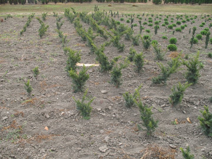 Taxus bacata